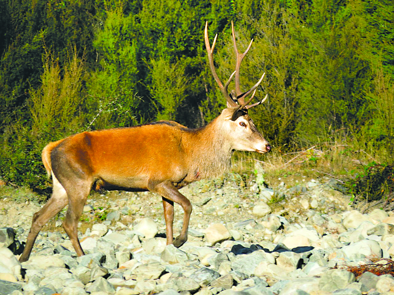 Red deer stag