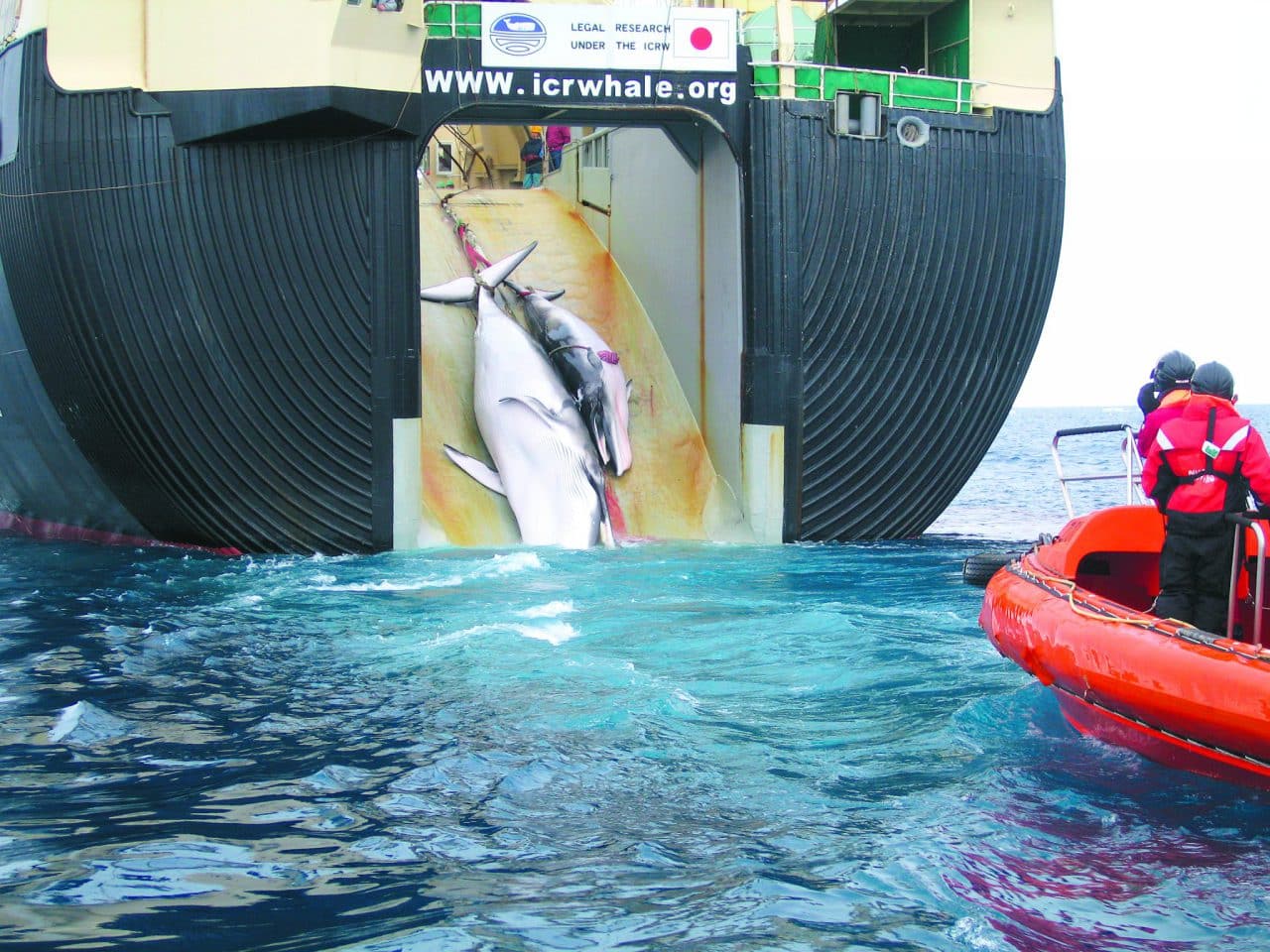 Japan brings back whale hunting