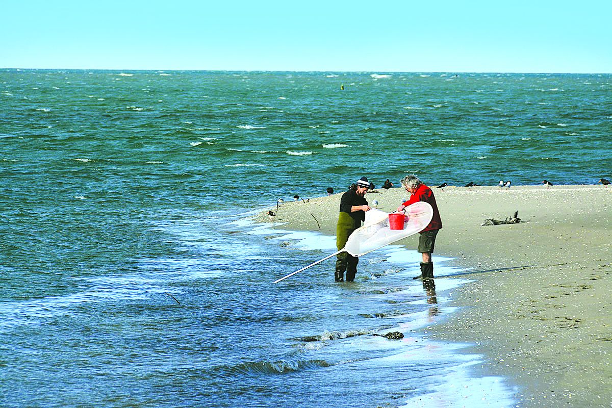 Whitebait fishing season opens in August