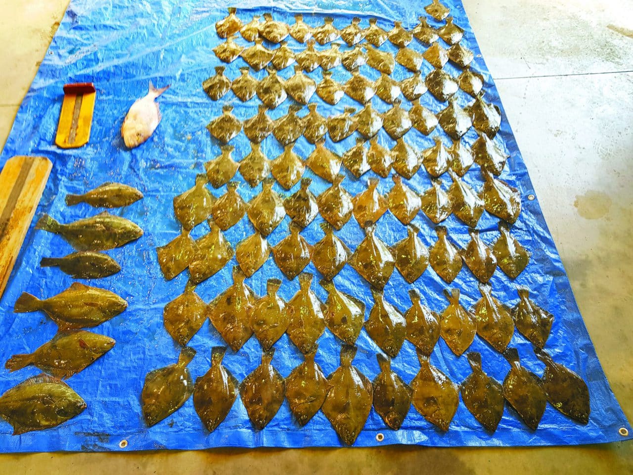 Bay of Island illegal seafood haul shocks fisheries officers