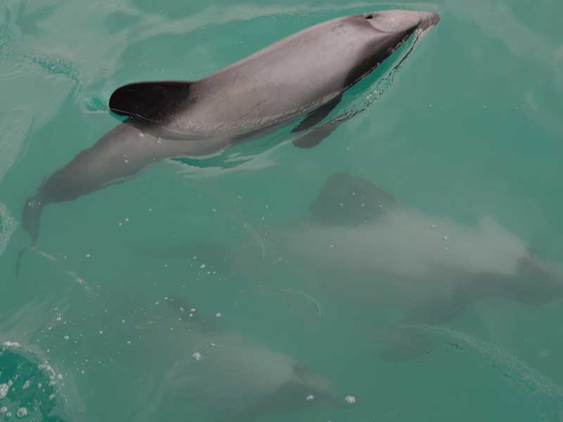 Man convicted for fishing in area closed to protect Hector’s dolphins