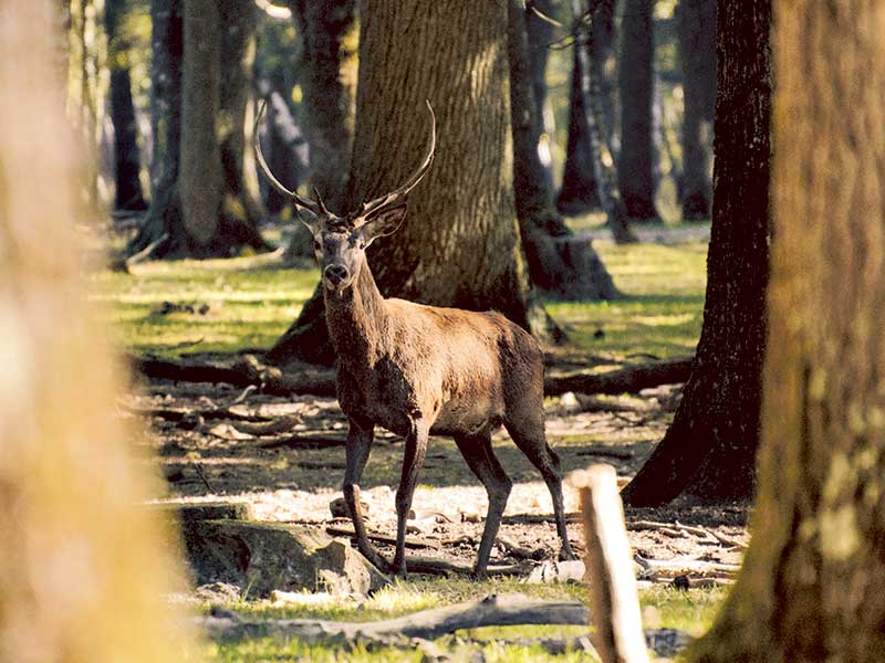 Hunting top game animals in NZ