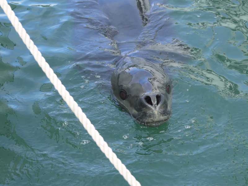 Leopard seal spotted near Pier 21, Auckland