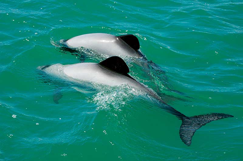 Saving Hector’s and Māui dolphins