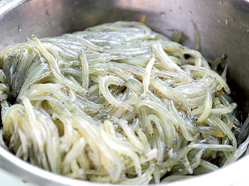 New whitebait season start date