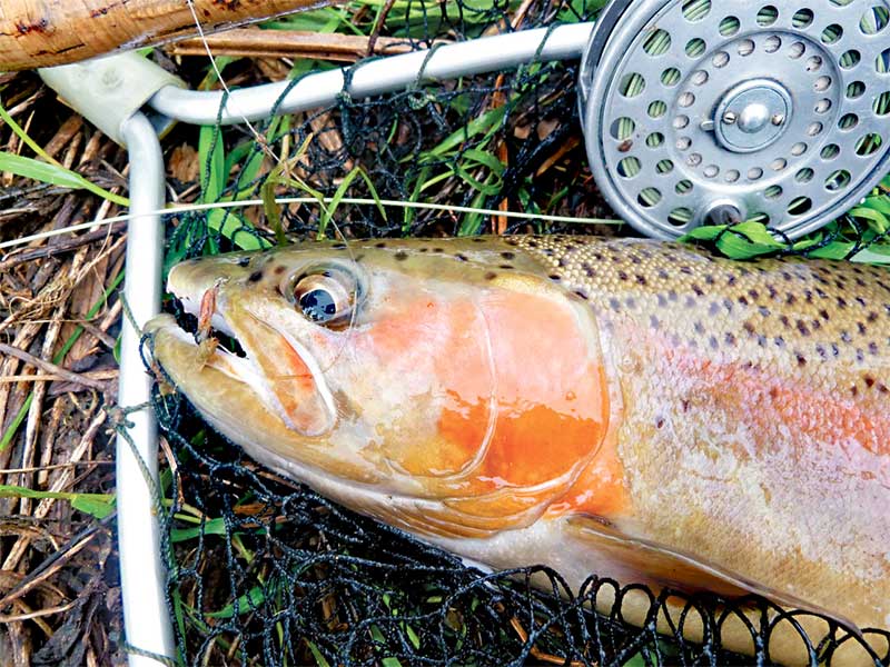 The whitebait trout connection