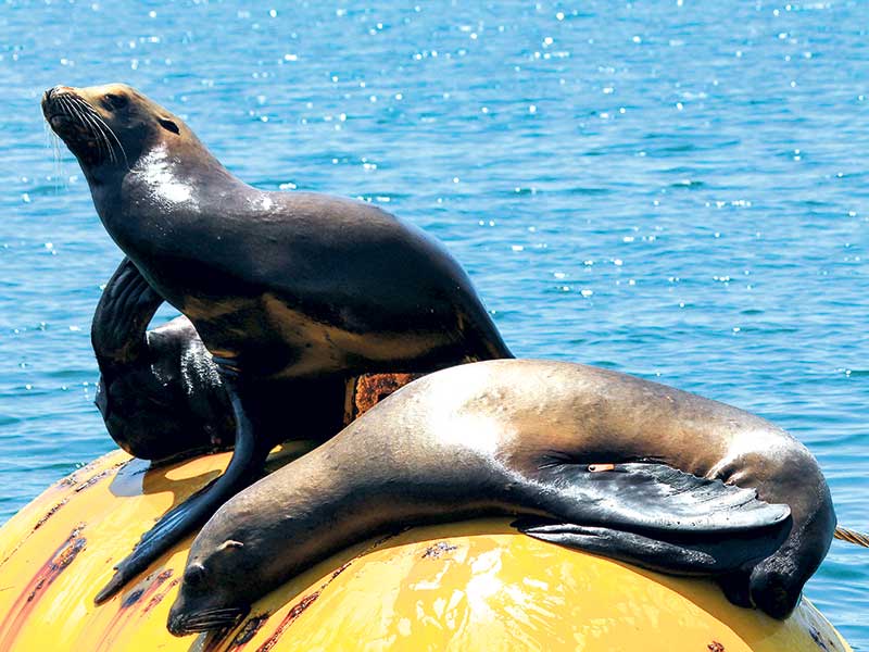 Fishing rules changes to reduce threats to sea lions