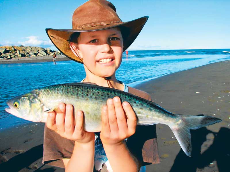 Catching kahawai – a great family sports fish