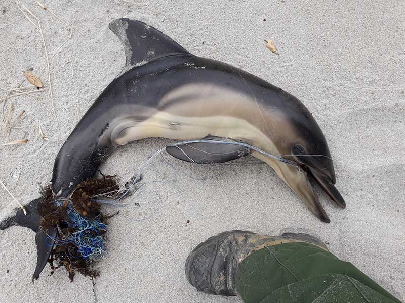 Dead dolphin calf found entangled