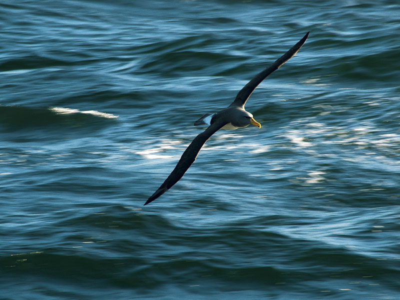 2020: Year of the seabird