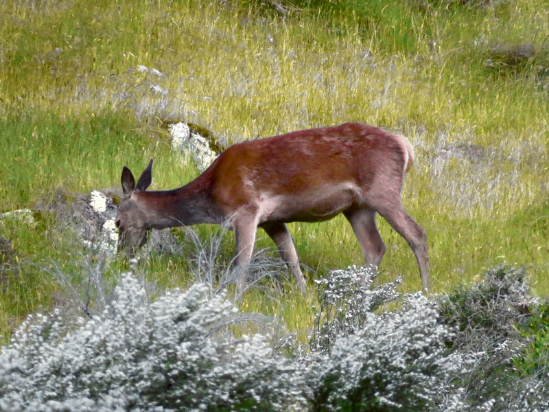 Do not shoot a hind; she probably has a young fawn hidden nearby. Photo: Tony Orman