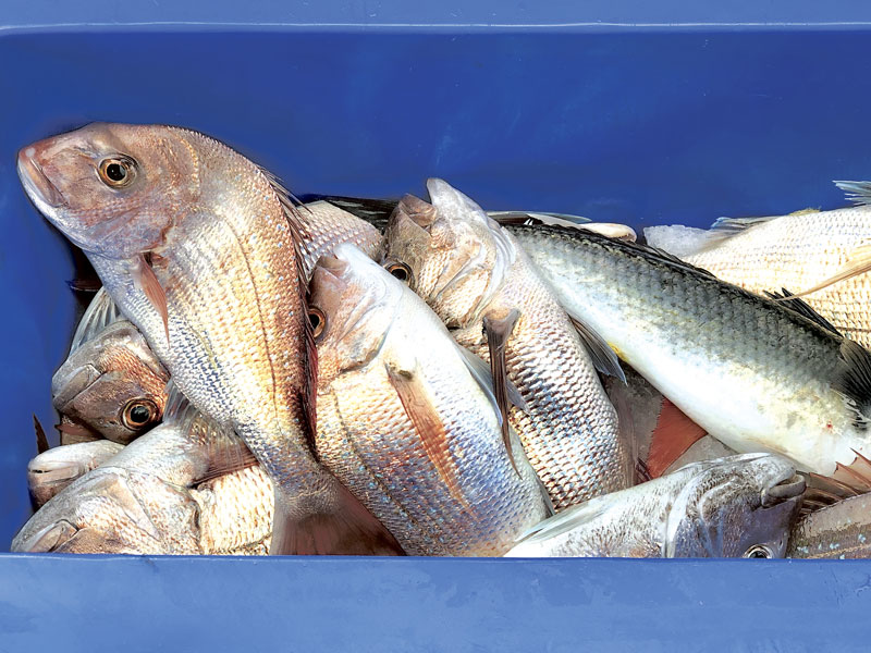 Changes to fisheries rules for sustainability