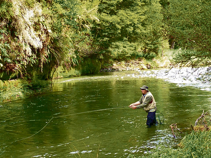 Wilderness river trout focus on cicadas