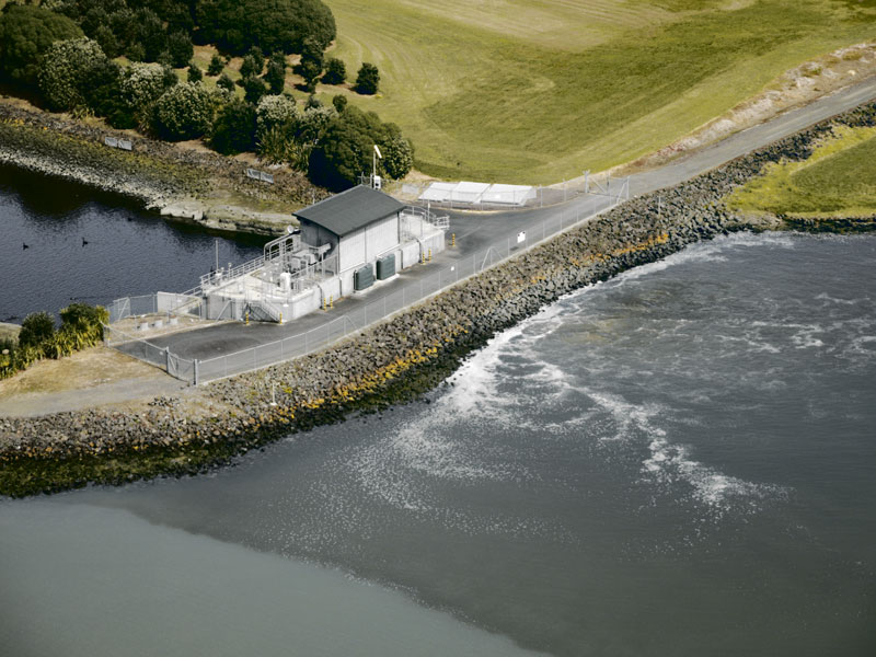 An abundance of seaweed has developed in the harbour