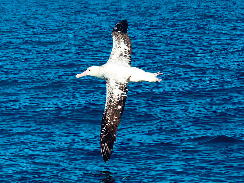 International protection for endangered Antipodean albatross