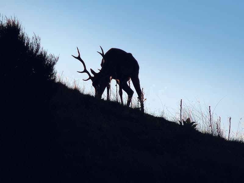 NZDA condemns poaching during lockdown