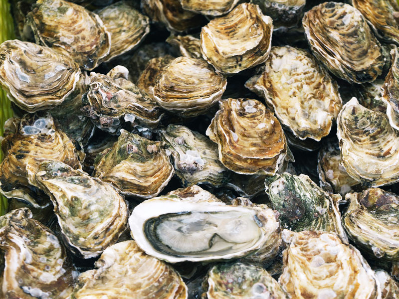 Oyster harvesting suspended due to COVID-19 lockdown