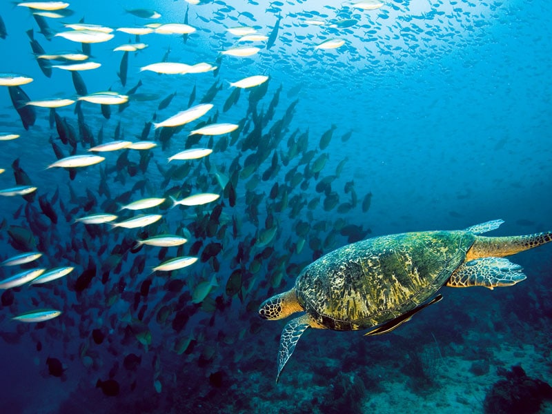 Public feedback sought on marine protection for southeastern South Island