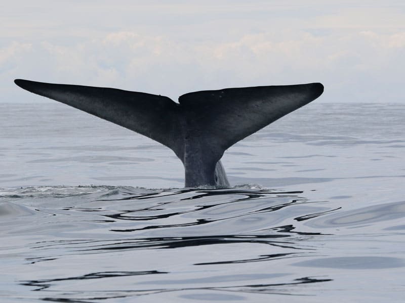 Taranaki seabed mining case: court decision overturns EPA consent