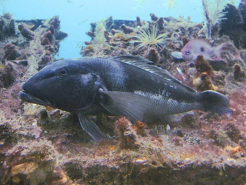 New rules for blue cod fishing announced