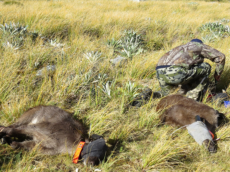 Perth Valley research programme finds tahr not at risk from 1080