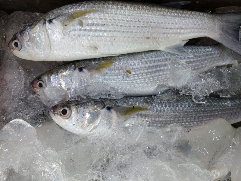 Grey mullet fish