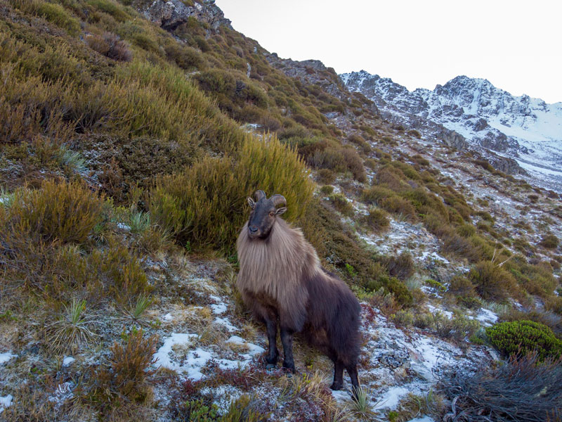 Himalayan tahr