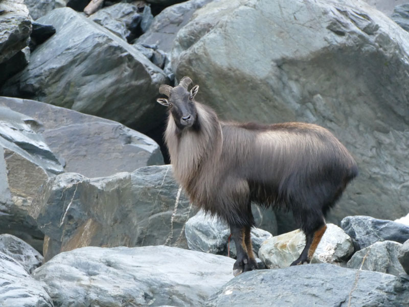 Himalayan tahr