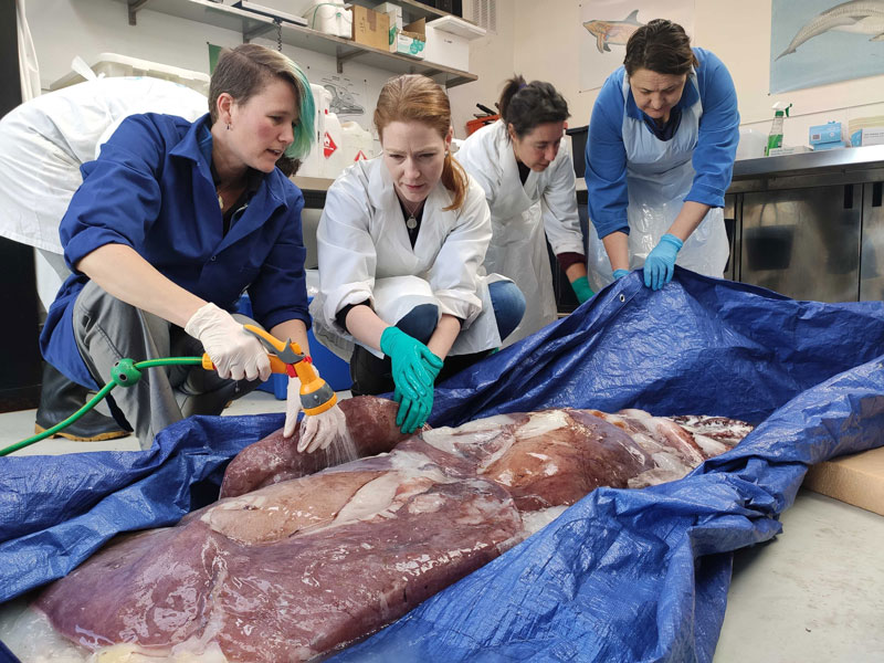 Scientists dissect rare large squid caught off White Island