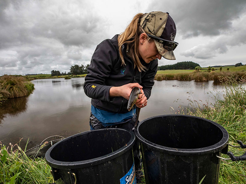 Endangered eels find refuge in hunter-created wetlands