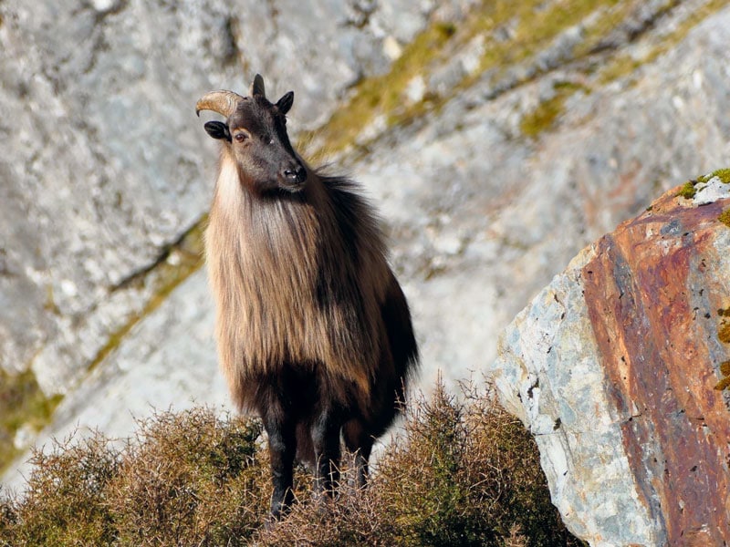 The clash over Himalayan tahr