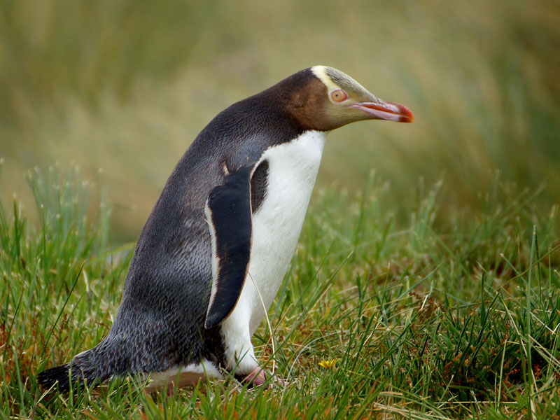 Protecting penguins: new plan for hoiho conservation