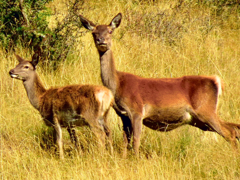 Selectively harvesting a deer