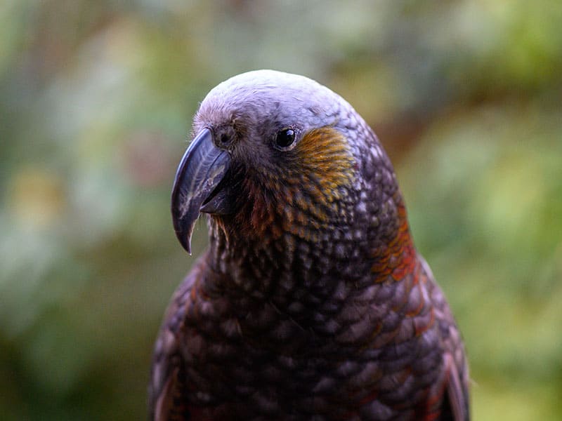 Million-dollar funding boost for Predator Free Rakiura