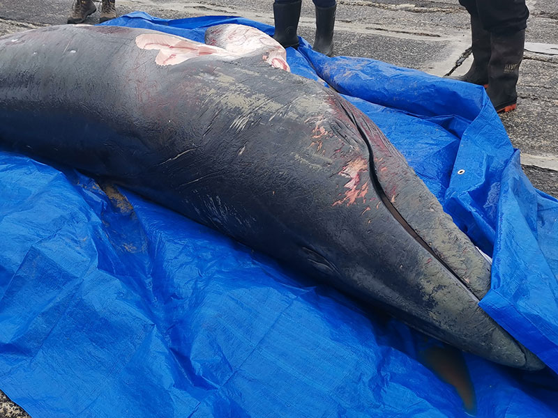 Minke whale dies after being stuck under a jetty