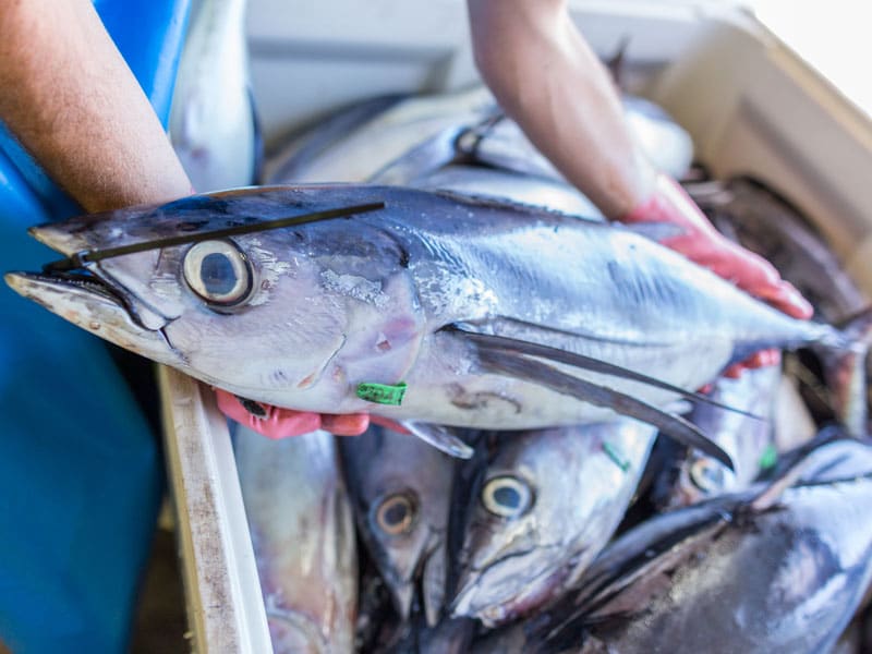 Sustainable Seafood Week: protecting NZ’s oceans