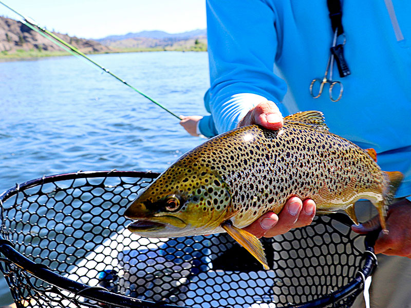 Trout flies