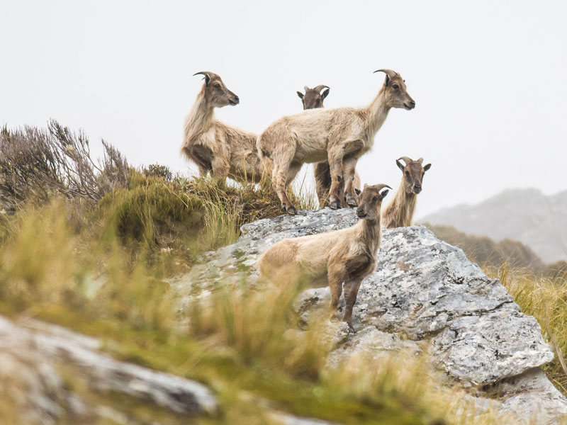 DOC: tahr control for 2020 completed