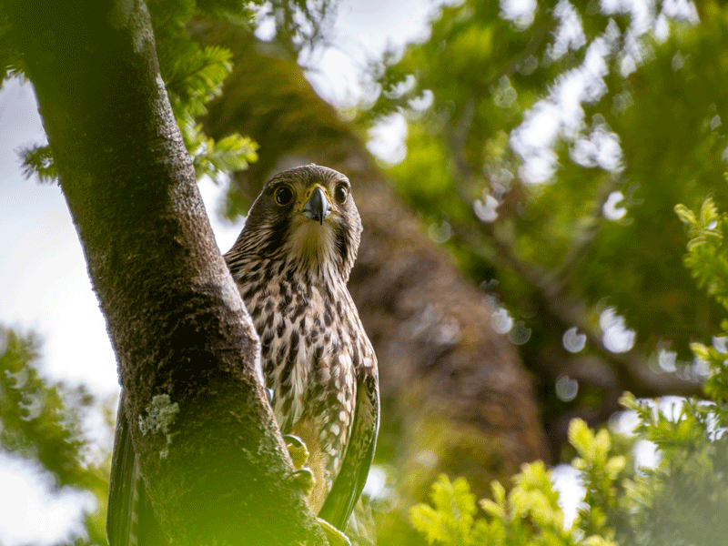 Hunters back kārearea for Bird of the Year