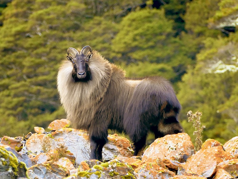 Successful tahr study could provide additional hunting opportunities