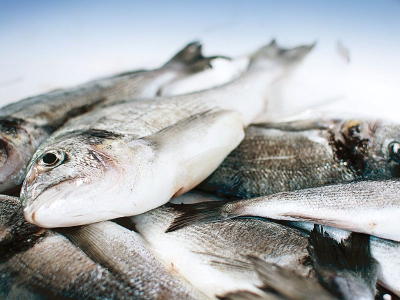 OECD report: Urgent action needed to reduce over-fishing