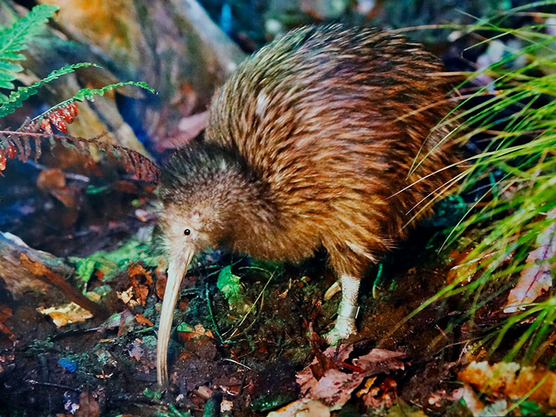 Coromandel kiwi deaths a cause for concern