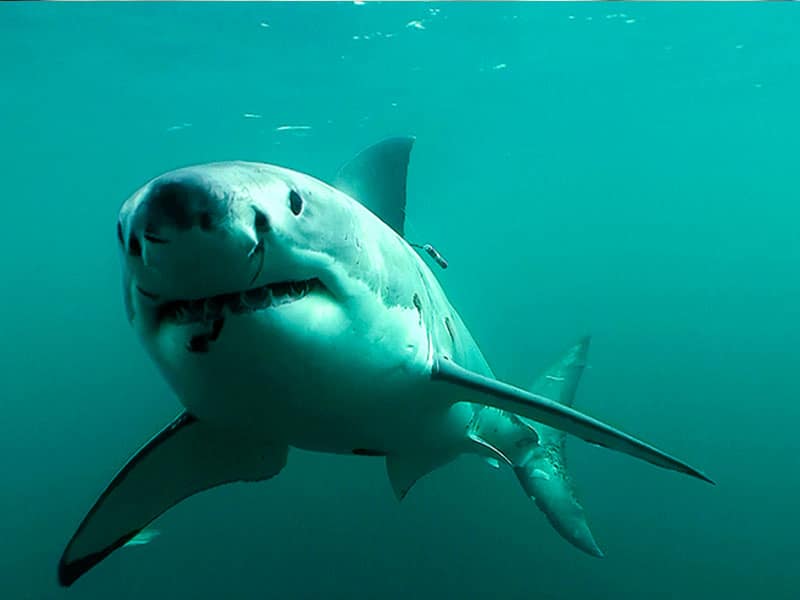 Shark numbers decline amid research gaps