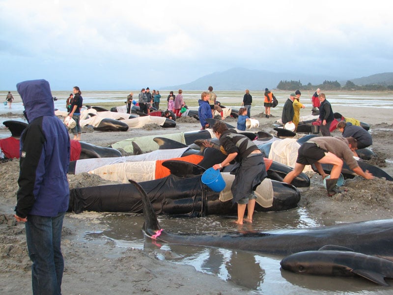 Dozens of whales stranded at Farewell Spit