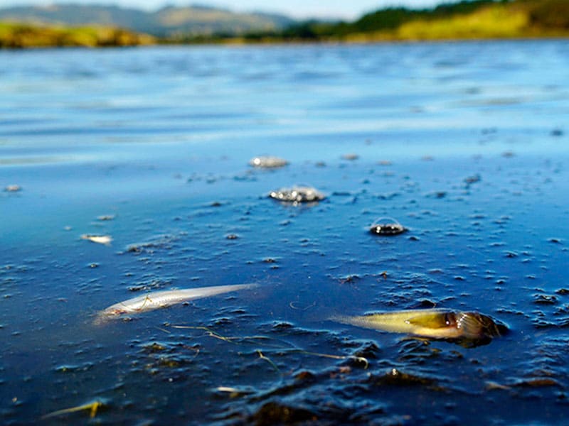 NZ water quality