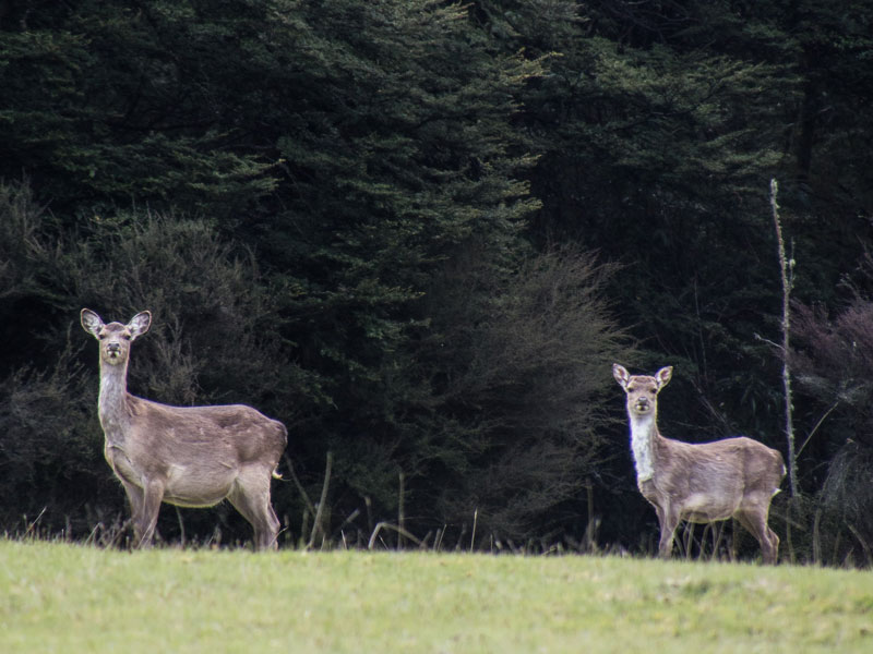 Sika deer project to benefit hunting and conservation