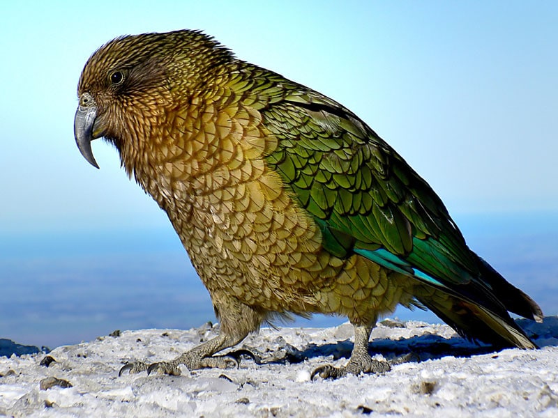 New project for kea conservation