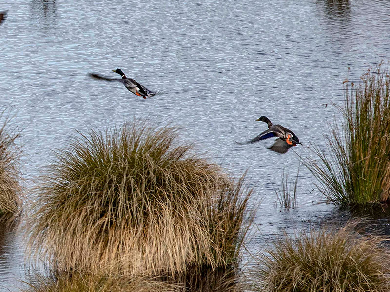 Mallard harvest looks promising for Otago hunters