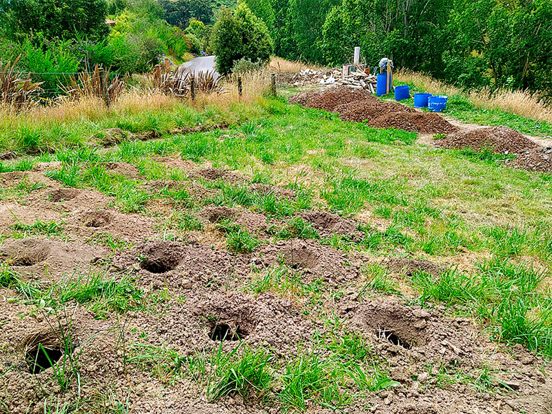 New Zealand’s own tiny forest