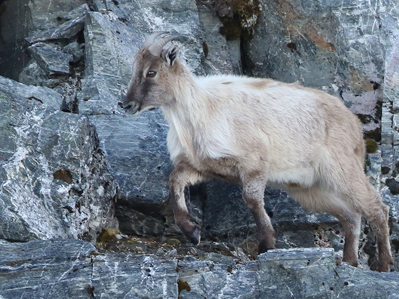 DOC-new-plan-for-Himalayan-tahr